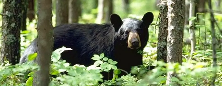 bear2